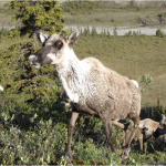 Damp caribou by the author's camp.