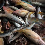 Fishing for the Future of Fish