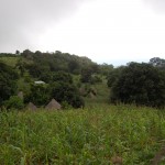 Small-scale, biodiverse agriculture for multiple services in Togue, Guinea. (Photo by Stephen Wood)