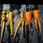 Organic, unmodified carrots grown by the farm at Hell's Backbone Grill, Utah. (Photo by Benjamin Goldfarb.)