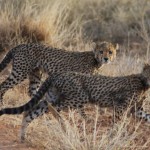 A pair of five month old cheetah cubs in Kenya. Photo by Mary Wykstra.
