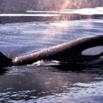 Review: The Whale
