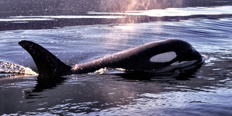 Review: The Whale