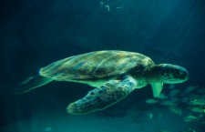 Turtles