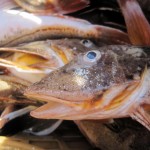 Scratch the Salmon, I’ll Have the Sea Robin
