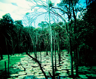 When a Tree Falls in the Amazon