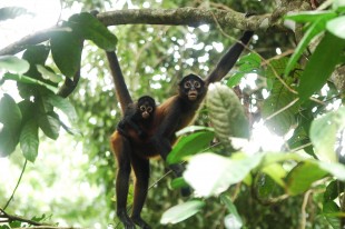 Untitled. Barro Colorado Island, Panama. Dustin Schinn