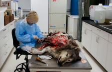 A Wolf in Wolf’s Clothing