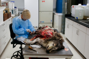 A Wolf in Wolf’s Clothing