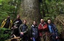 Review: Musicwood