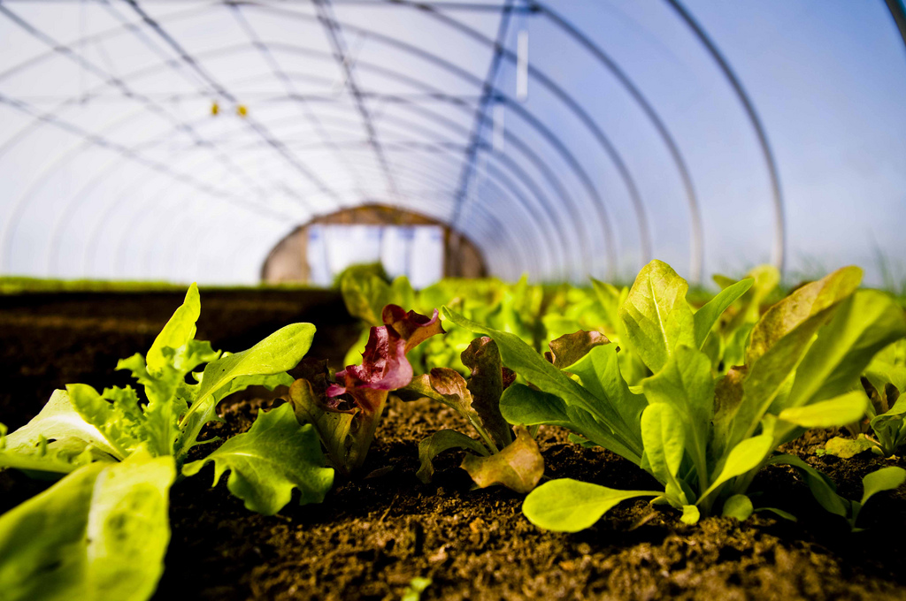 How the Next Farm Bill Will Hurt Sustainable Agriculture – and Help Industrial Farms