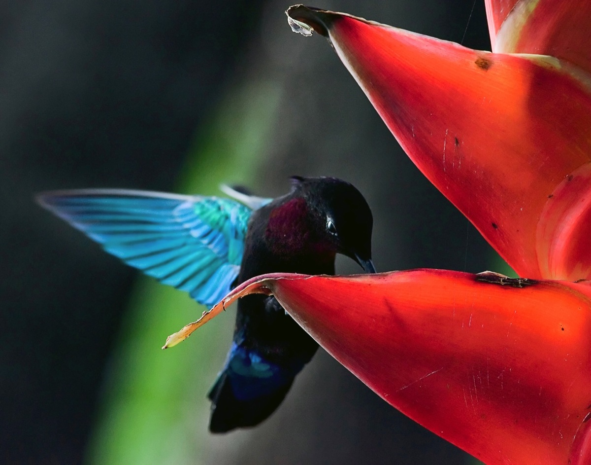 A male purple-throated carib feeds at a Heliconia bihai inflorescence on the island of Dominica, in the West Indies. (Geoff Giller)