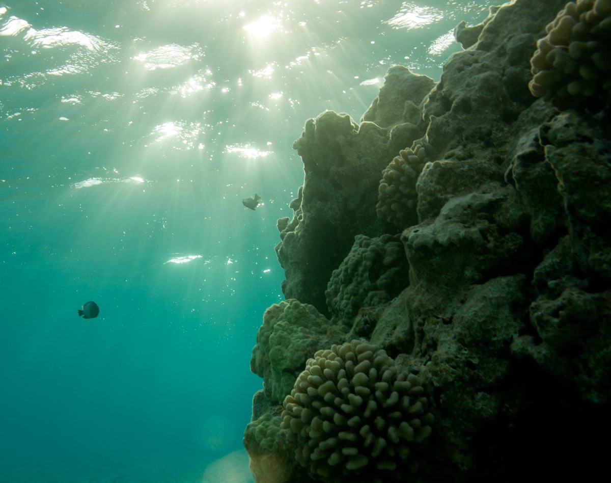 Sage Briefs: Wrong Place, Wrong Clime–Will Marine Sanctuaries Falter as Temperatures Rise?