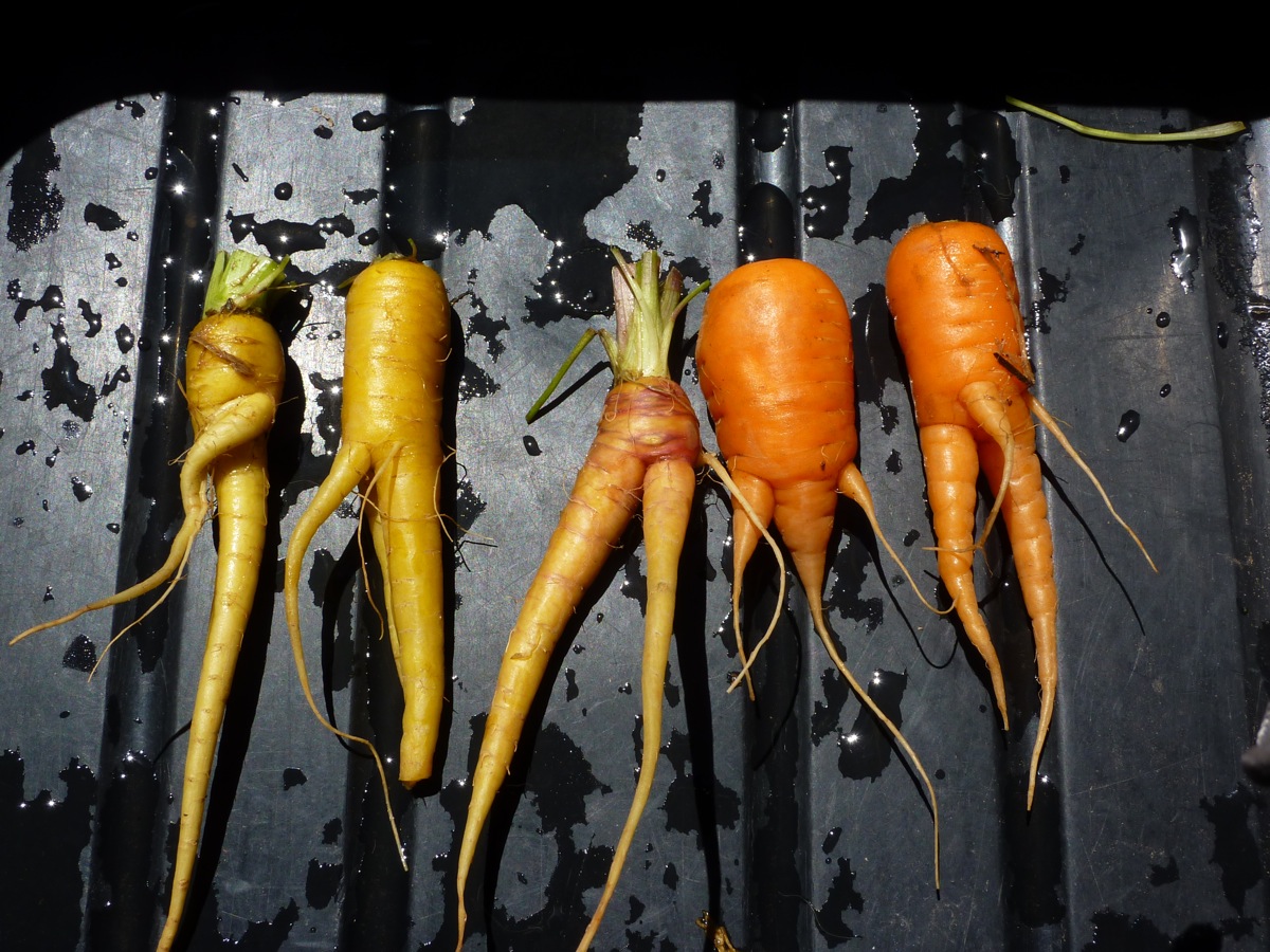 Organic, unmodified carrots grown by the farm at Hell's Backbone Grill, Utah. (Photo by Benjamin Goldfarb.)