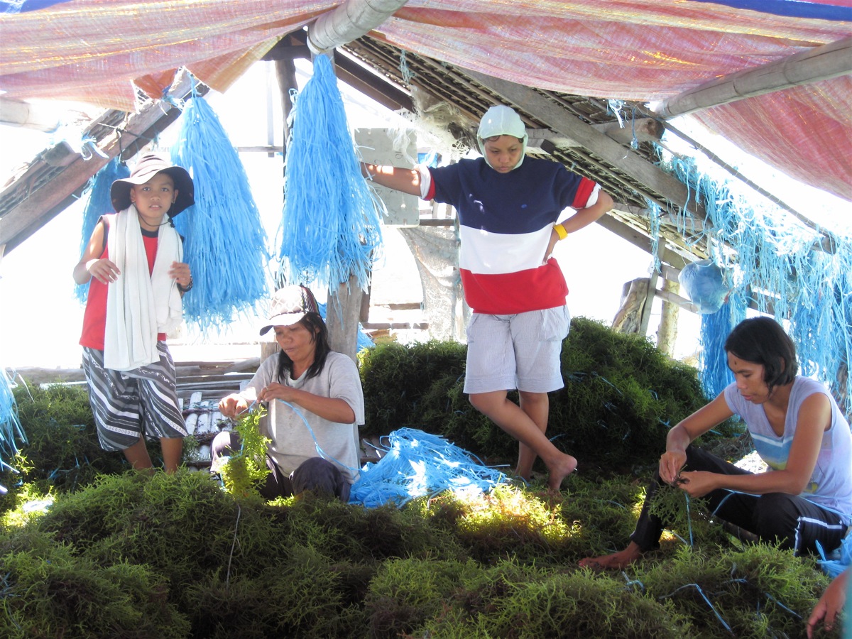 Workers split the latest harvest and attach half of it to new strands, effectively doubling the farmer’s crop.