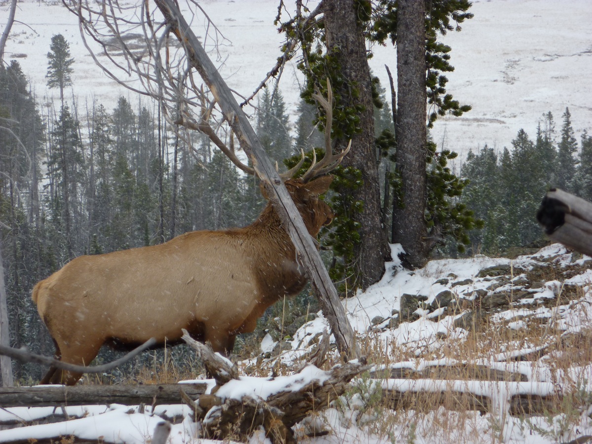 Fed Up: Cultivating Elk and Acrimony in Wyoming
