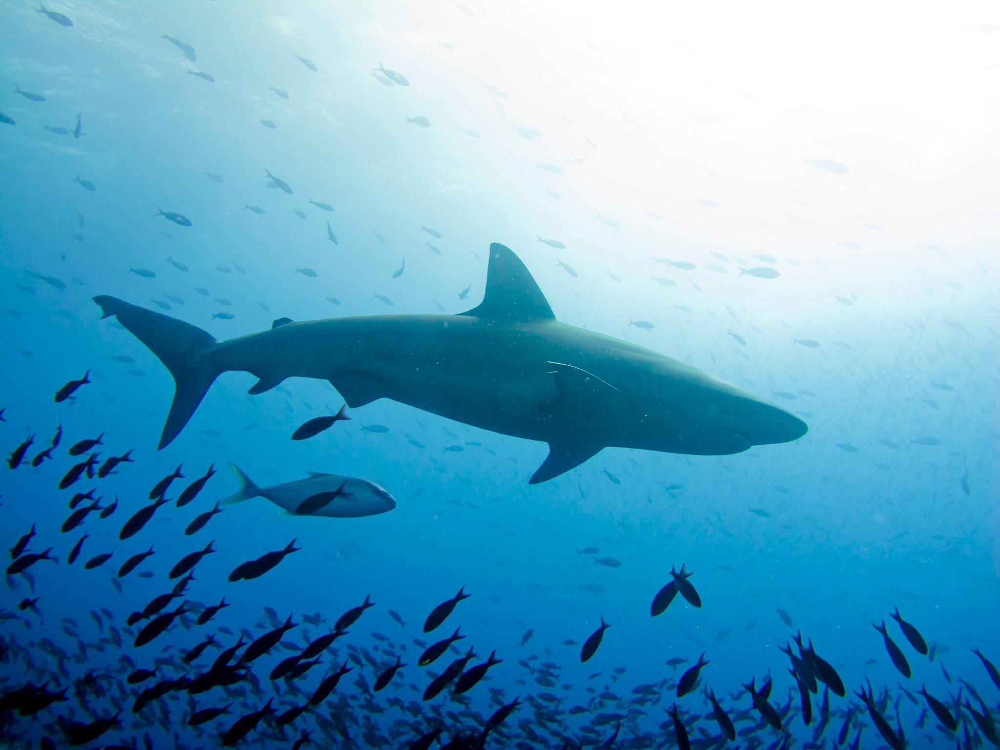Paying Their Way: Why Sharks Are Worth More Alive