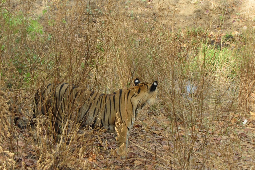 Reading The Bones: In The Field With A Depredation Detective – Sage