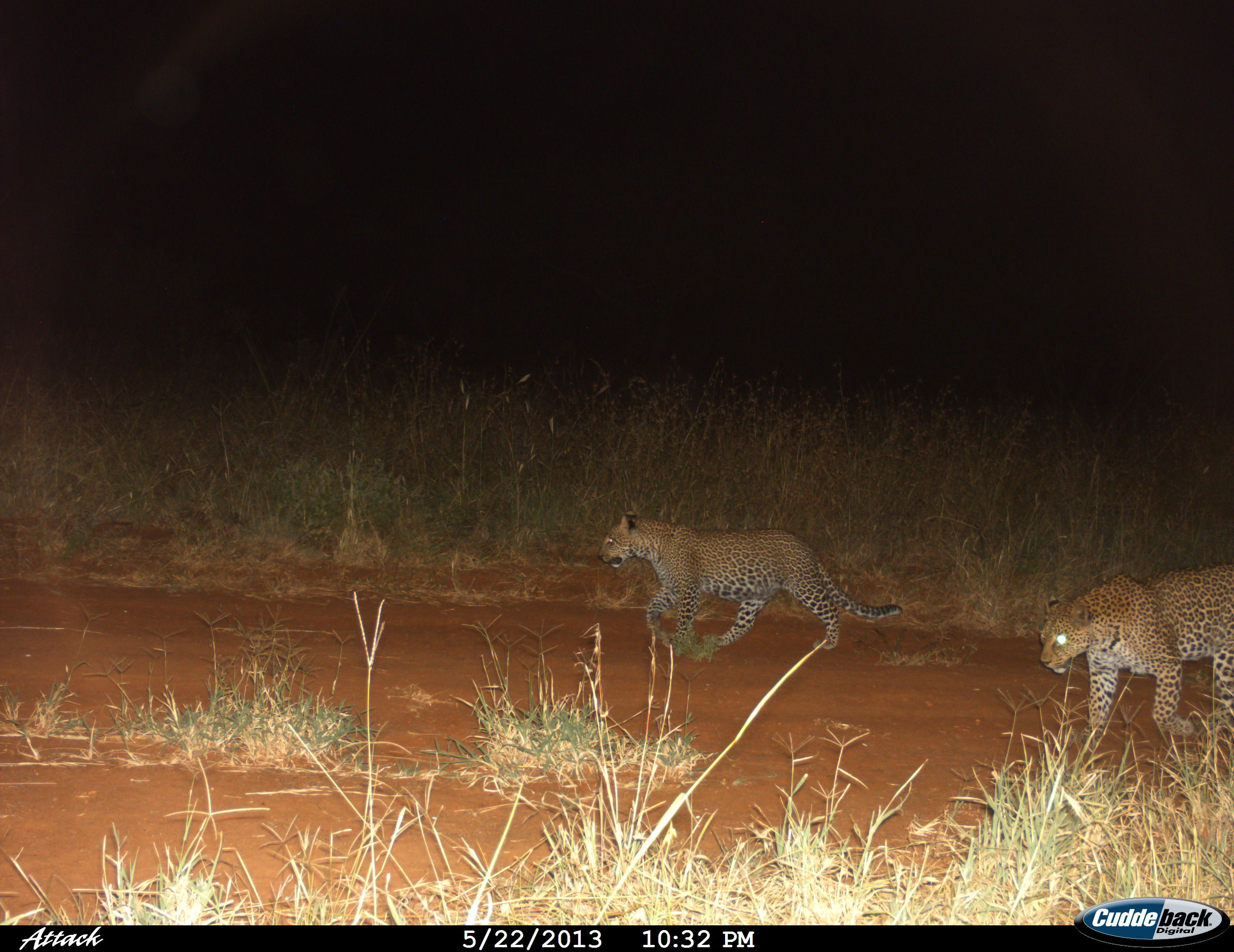A leopardess and her cub caught on a camera trap.