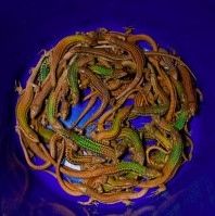 A-bucket-full-of-Aegean-wall-lizards.-300x199