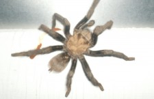 A tarantula clings to a trailer's siding.  Photo credit: Alycia Parnell