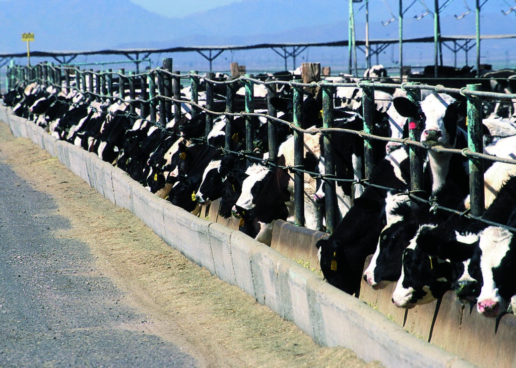 Cattle in a feedlot.  Photo from the public domain: http://www.epa.gov/region7/water/cafo/