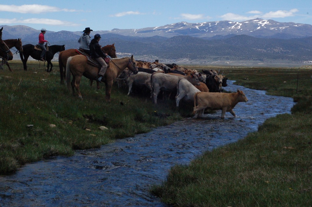 "50kings Cattle Ranching" by inACtion.  CC BY-NC-ND 2.0: http://www.flickr.com/photos/inaction/5779137357/