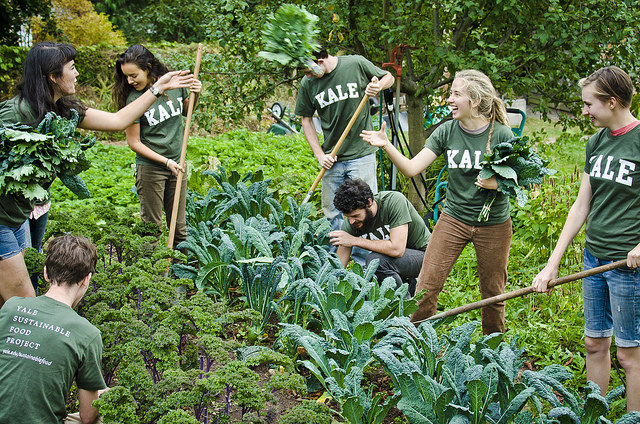 English majors harvest kale alongside architecture students. Photo by Philipp Arndt.