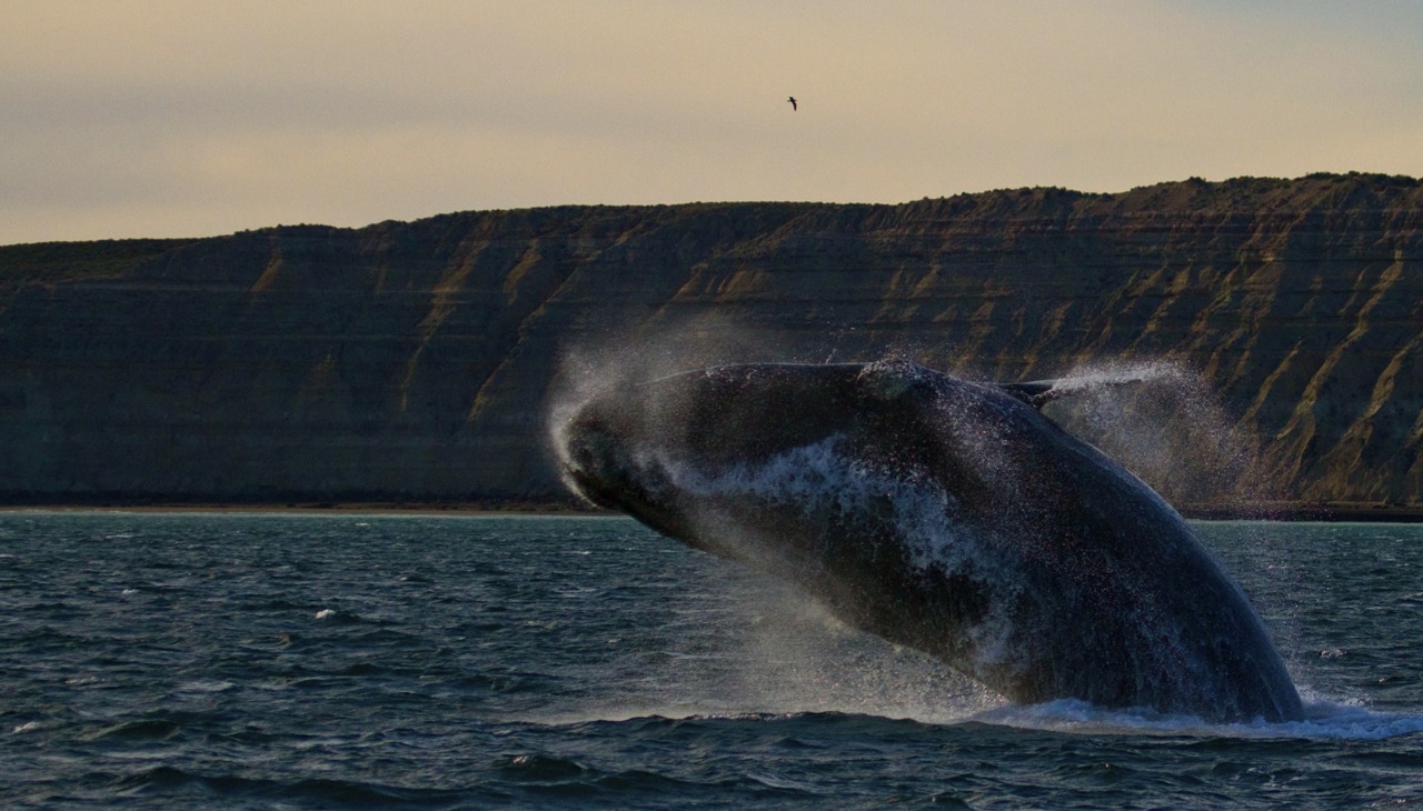 Explorations: An Unusual Ecology in Patagonia