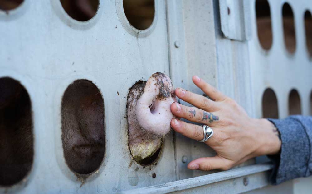 A still from The Ghosts in Our Machine. © Jo-Anne McArthur / We Animals