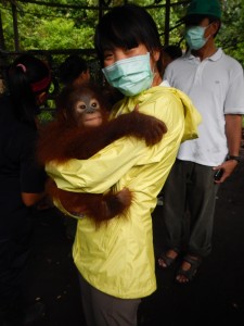 Orangutan photo