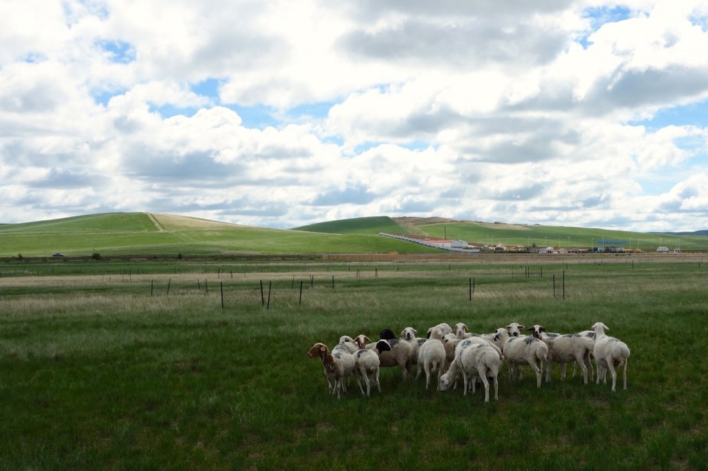  Fencing to exclude those scheming sheep.