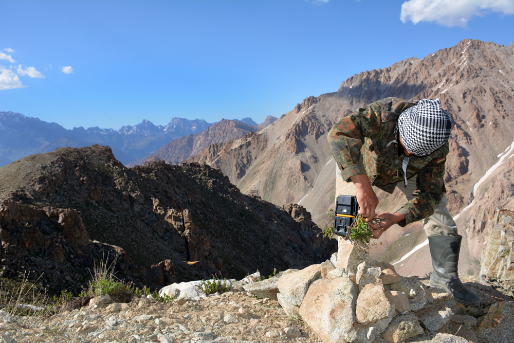 A field assistant places a camera high in the Iskanderkul Pass, ideal snow leopard habitat. Photo by Tara Meyer.