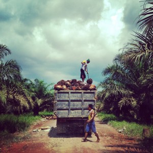 We pass some workers collecting palm oil fresh fruit bunches as we bump along this concession road.