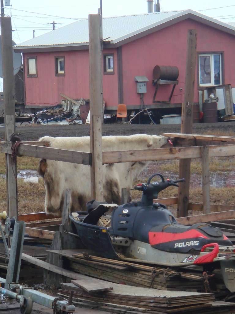 Polar bear skin drying behind a snowmachine, Wainwright