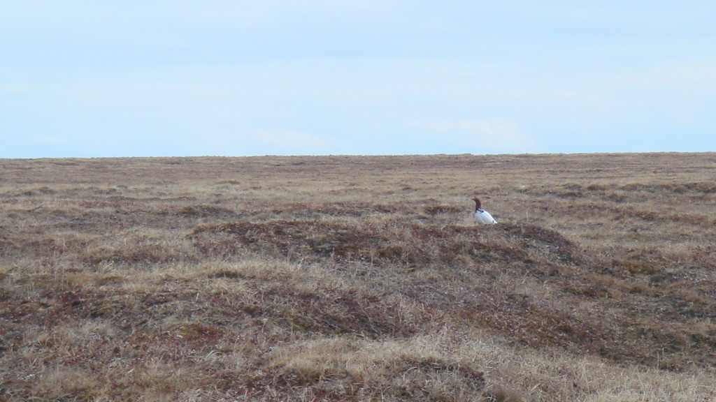 A Ptarmigan on the tundra.  Photo courtesy of the author.  