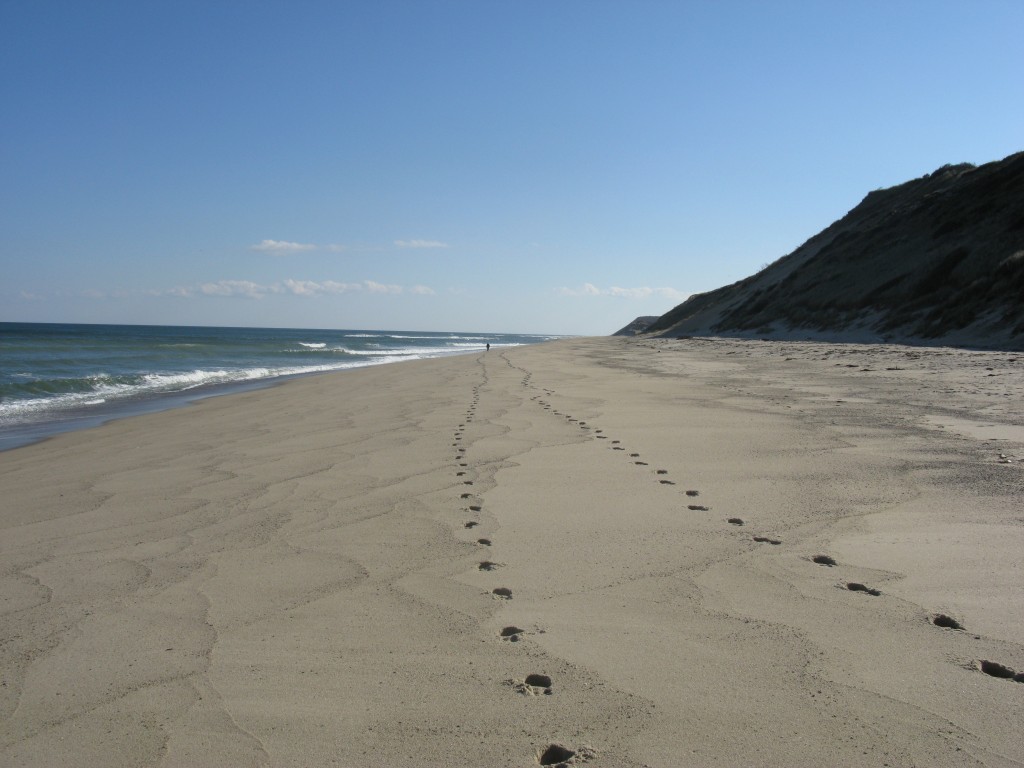 The fragile Outer Cape seashore. Photo by the author. 