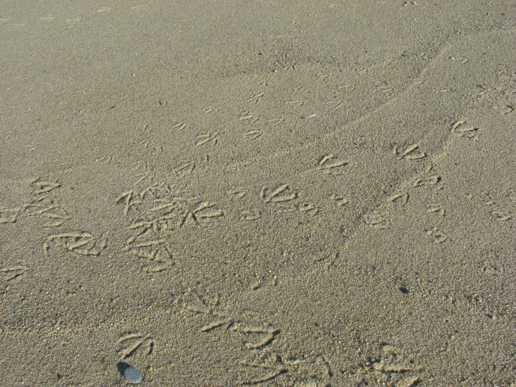 Etchings in the sand; the footprints of plovers. Photo by the author.