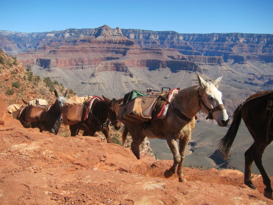 The bottom of the canyon is accessible only by foot and mule. Photo by the author. 