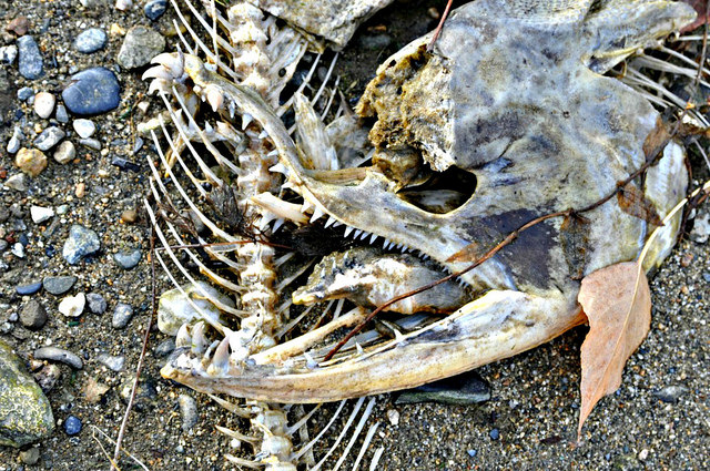 The skeleton of a spawned out salmon rests on the bank of the Columbia River. Photo courtesy of NOAA Fisheries West Coast. CC BY-NC-ND 2.0.