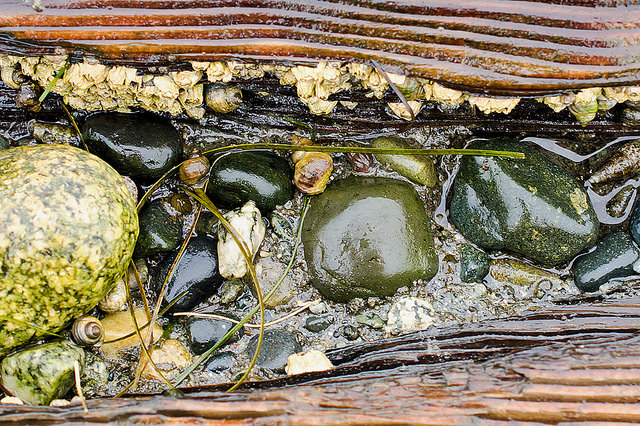 Intertidal invertebrates in a rotting log on Boundary Bay beach. Photo by Susannah Anderson.