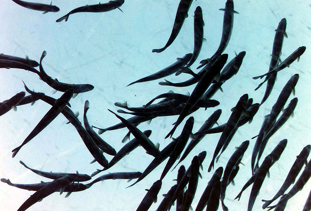 Salmon make their way up a fish ladder to the spawning pools upstream. Photo by Kai Schreiber. CC BY-NC-ND 2.0.