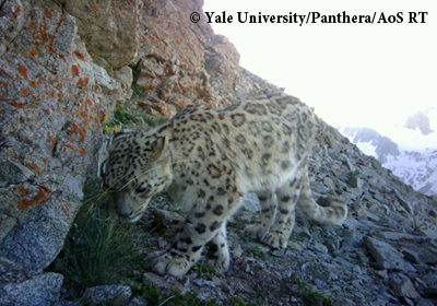 The first of three snow leopards captured using camera traps in the Hissar Range of Tajikistan. Photo courtesy of the author.