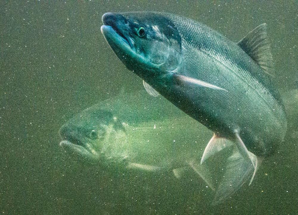 Sockeye salmon look through the viewing windows on the 18th weir of the Ballard Locks fish ladder in Seattle. Photo by Ingrid Taylar. CC BY-NC-ND 2.0.