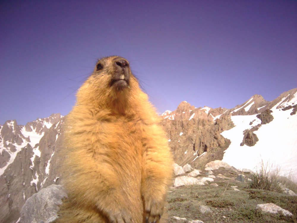 A red marmot poses for a selfie in the Karatag gorge. Red marmots are an important part of the snow leopard's diet in this region. Photo courtesy of the author.