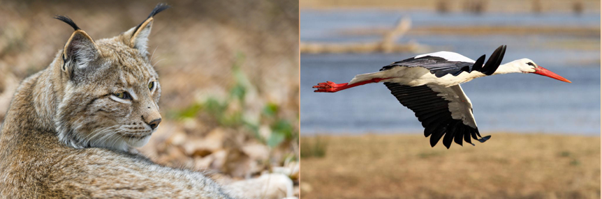 A lynx and a white stork call Turkey home, but both are endangered (Image Credits: Tambako The Jaguar and Victor, Flickr Creative Commons)