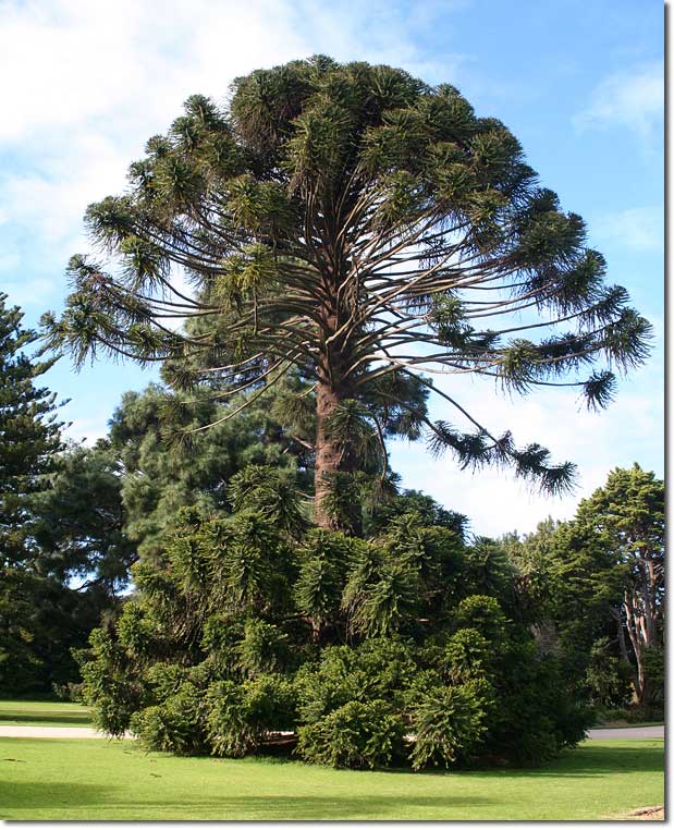 A mature Bunya pine tree. Photo credit: Byron Joel