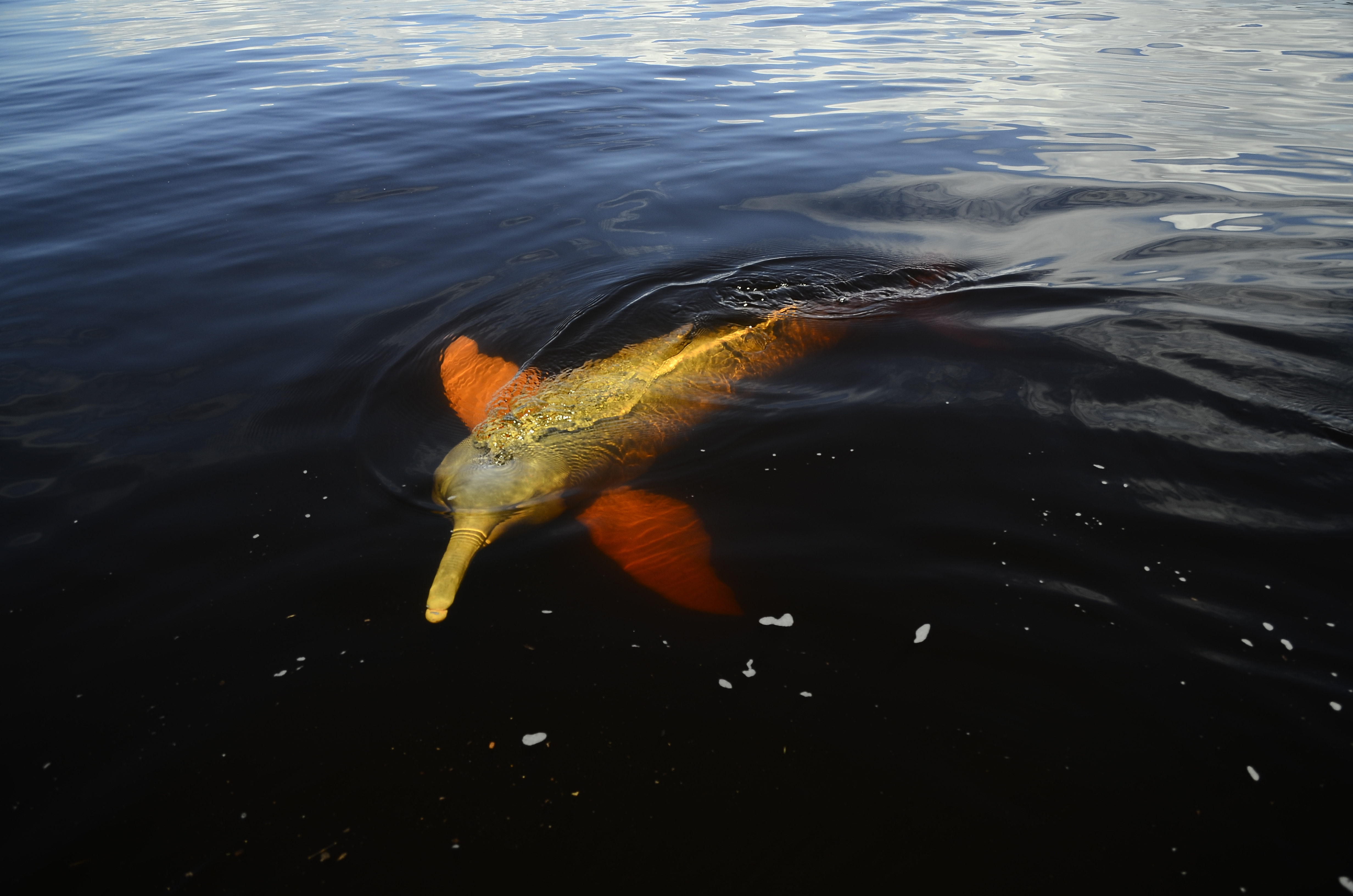 A pink river dolphin in Rio Negro.