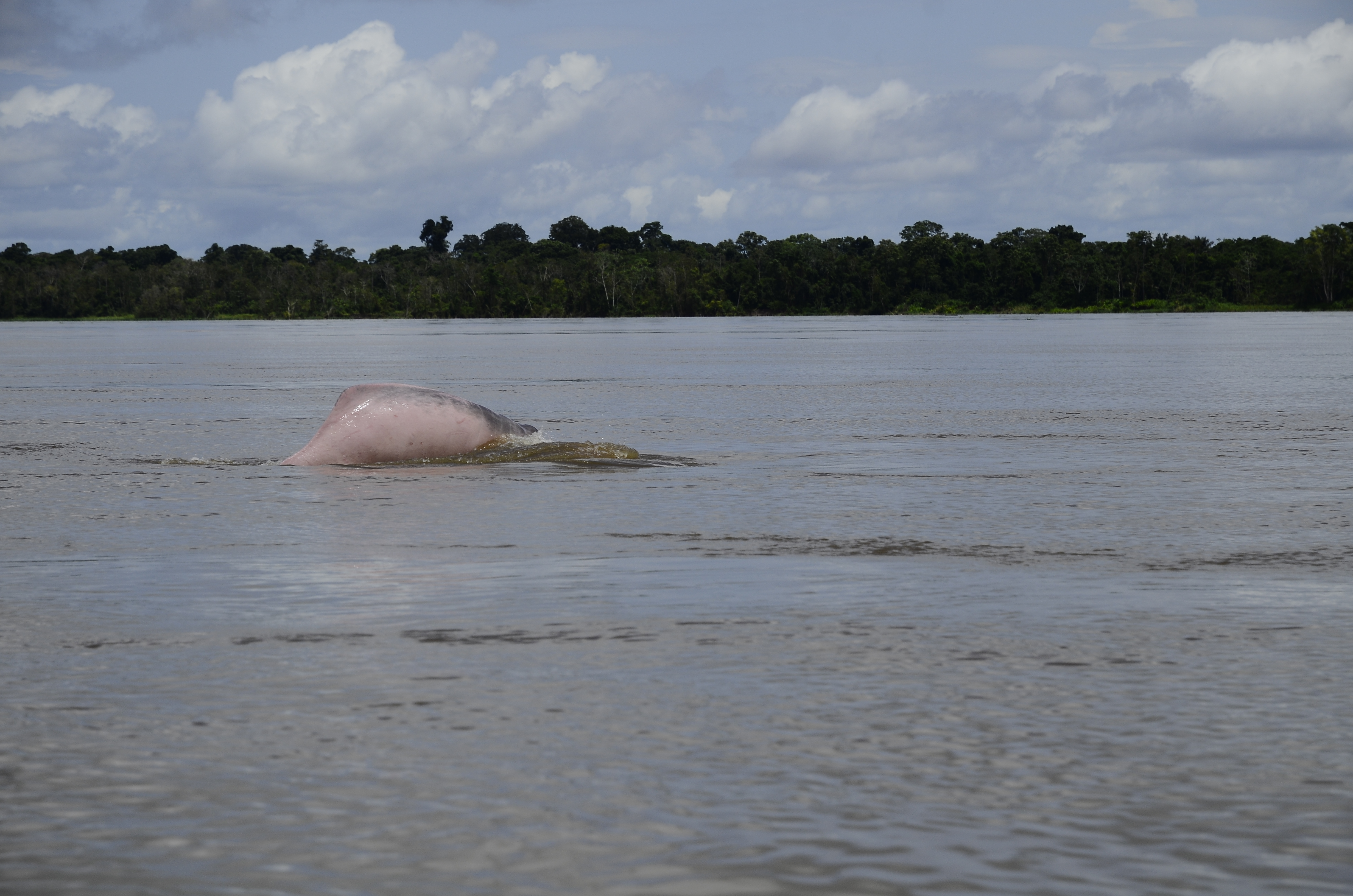 Pink river dolphin in Mamirauá Reserve.