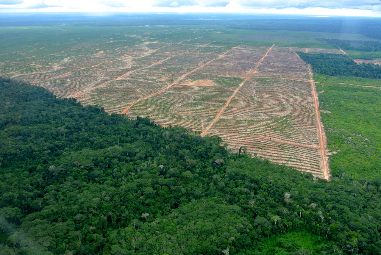 Aerial view of Plantaciones de Pucallpa SAC.